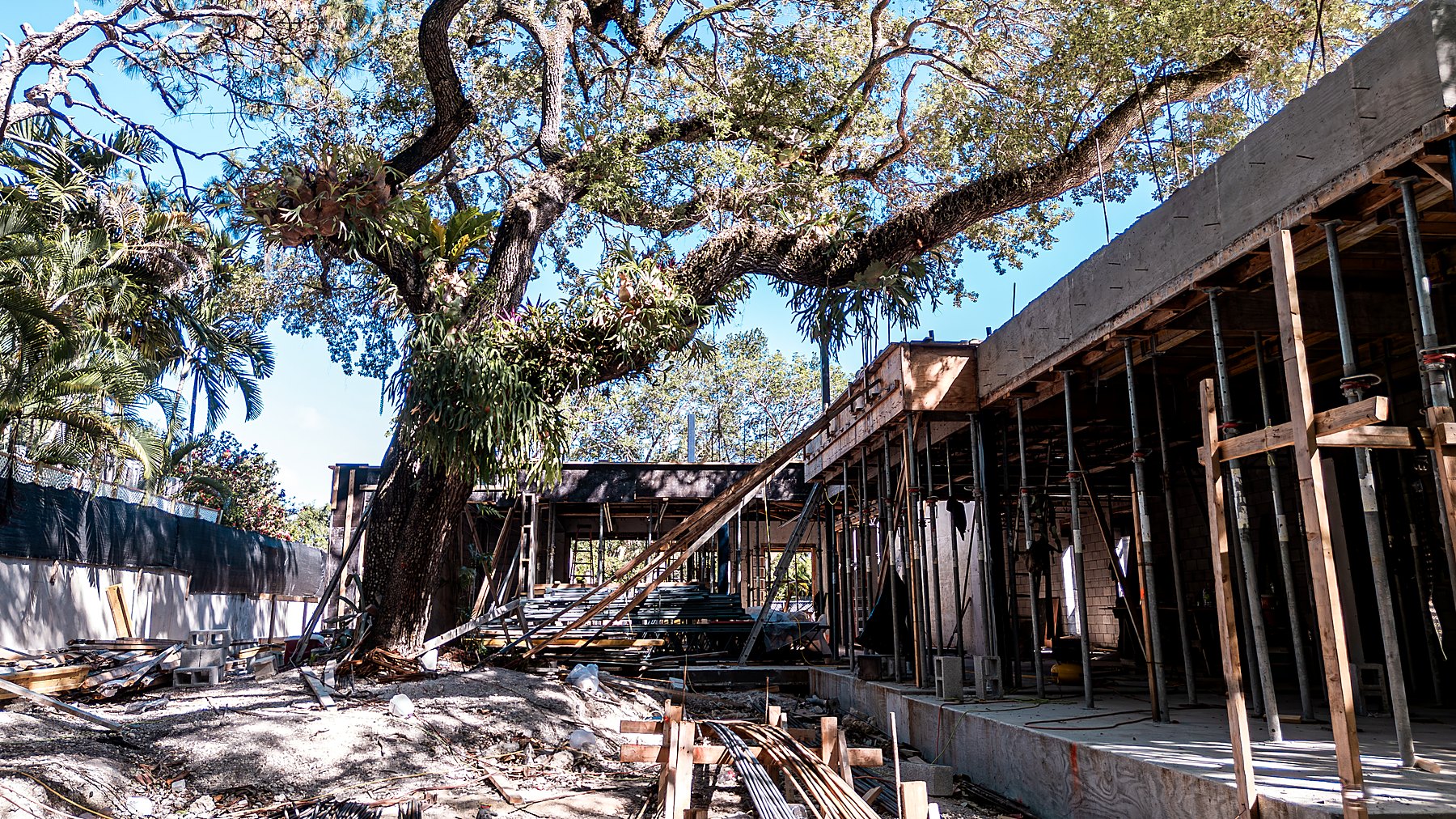 Tigertail Court — framing beneath the canopy, June 2026